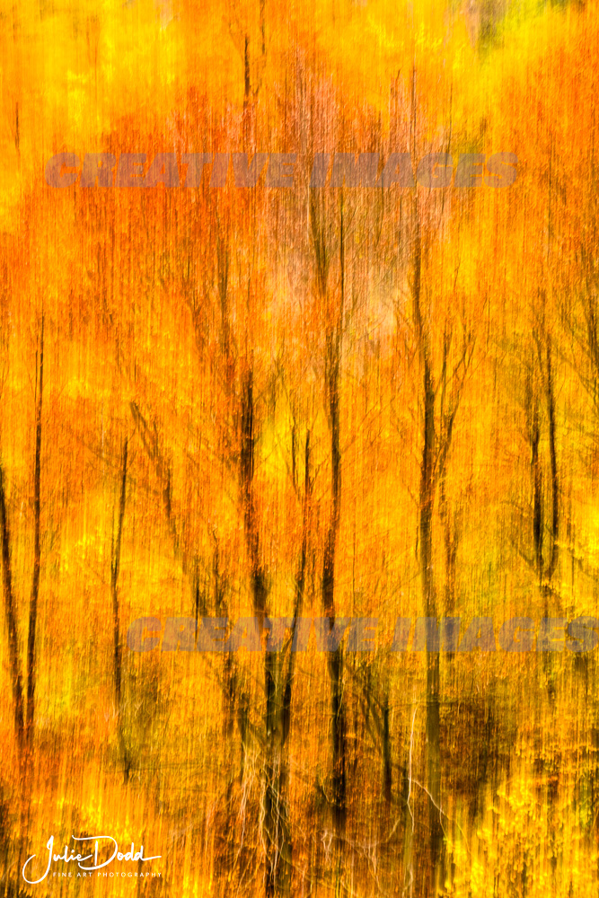 Art Photography - Resplendent Poppyn