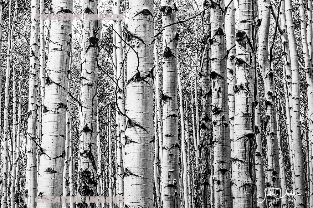 Aspens