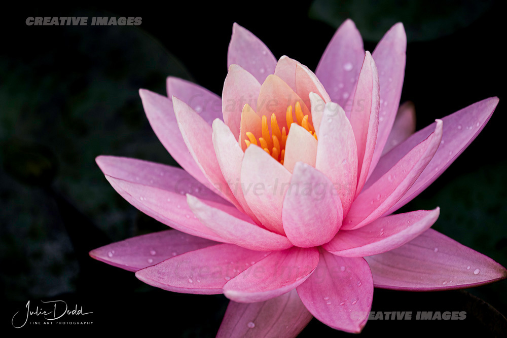 Gorgeous Pink Water Lily
