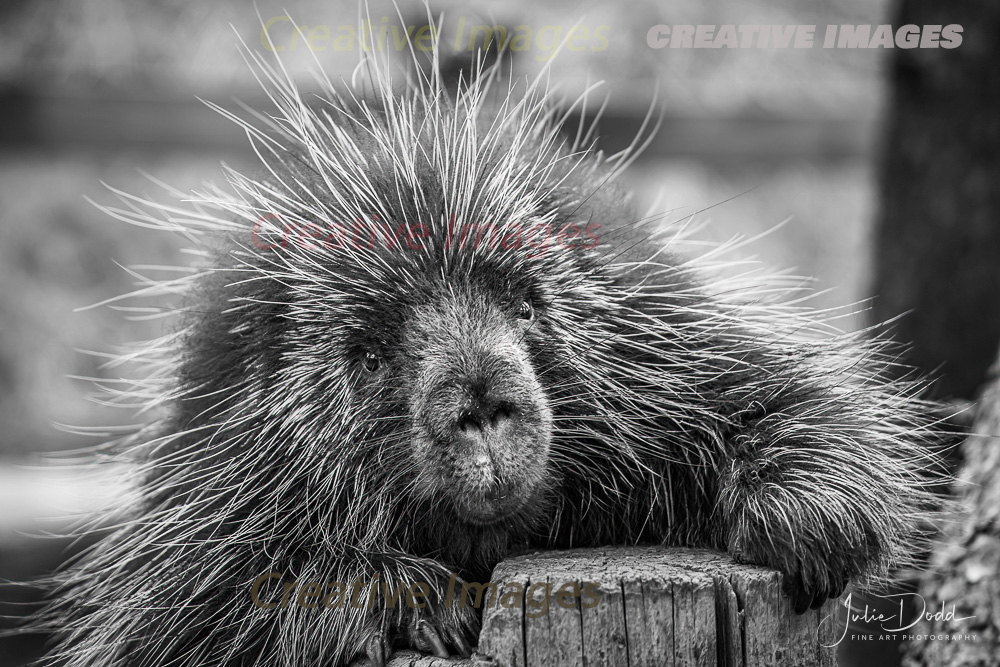 Porcupine