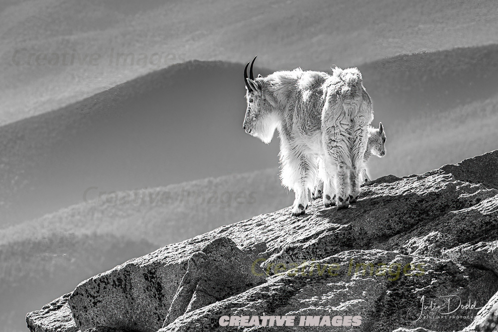Wildlife - Rocky Mountain Goat - Colorado